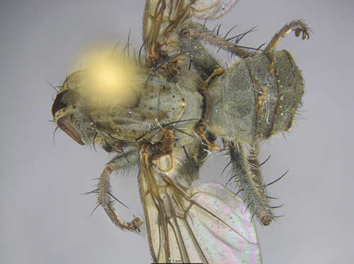 Submitted by mydogatethearchivalsamples@iNaturalist