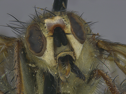 Submitted by mydogatethearchivalsamples@iNaturalist