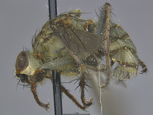 Submitted by mydogatethearchivalsamples@iNaturalist