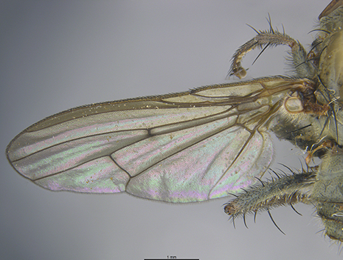 Submitted by mydogatethearchivalsamples@iNaturalist