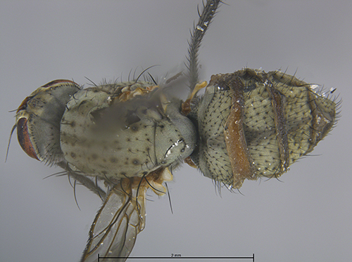 Submitted by laughingmantis@iNaturalist