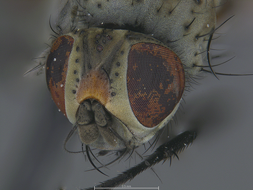 Submitted by laughingmantis@iNaturalist