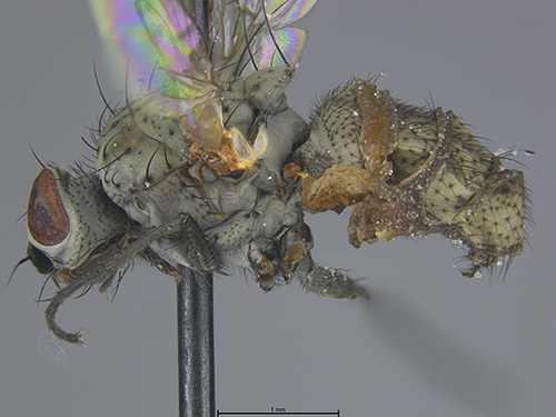 Submitted by laughingmantis@iNaturalist