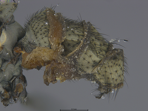 Submitted by laughingmantis@iNaturalist