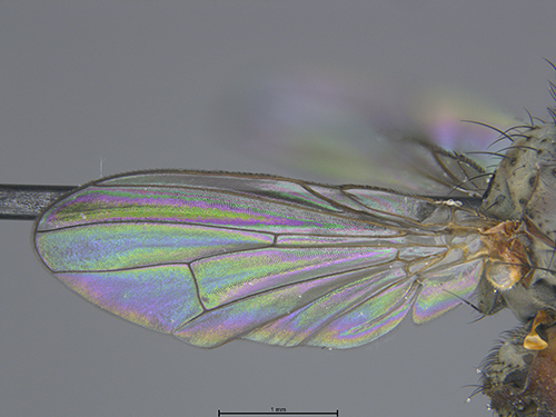 Submitted by laughingmantis@iNaturalist