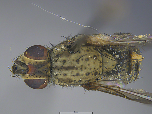 Submitted by lult@iNaturalist