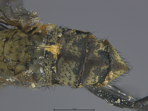 Submitted by lult@iNaturalist