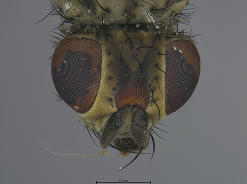 Submitted by lult@iNaturalist