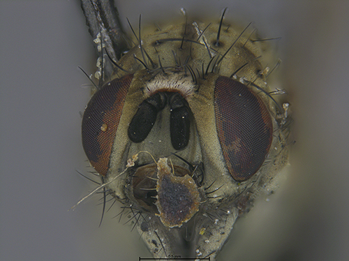 Submitted by lult@iNaturalist