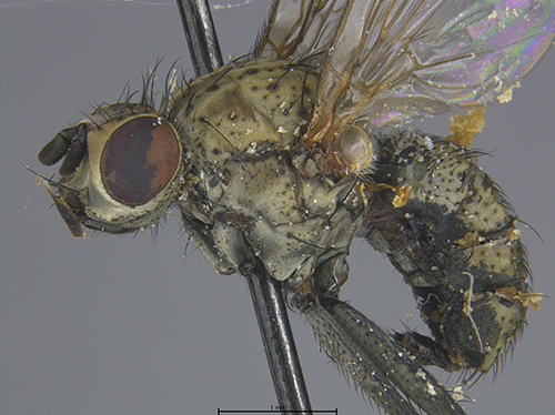 Submitted by lult@iNaturalist