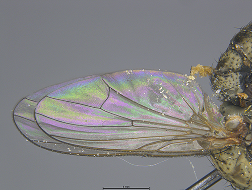 Submitted by lult@iNaturalist