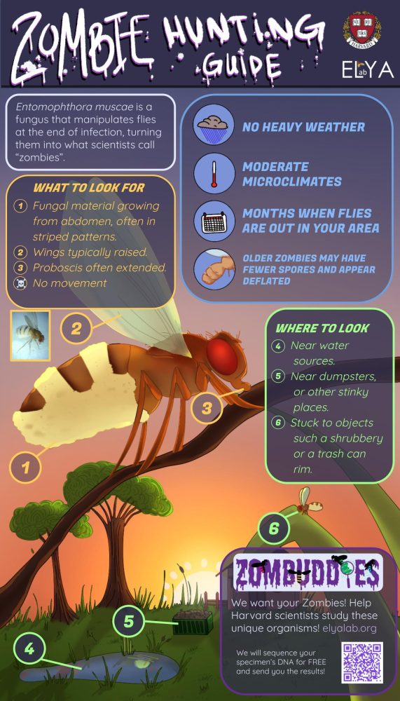 Zombie Hunting Infographic